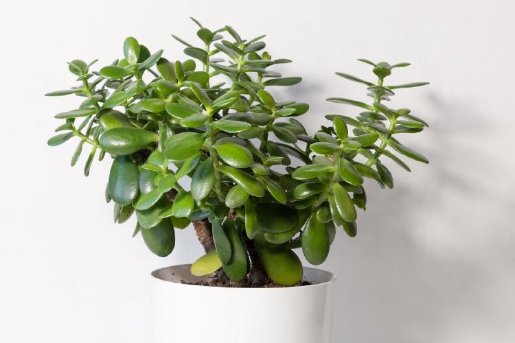 Planta de jade