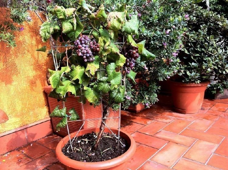 Paso a paso: ¿Cómo puedes cultivar uvas en tu casa?