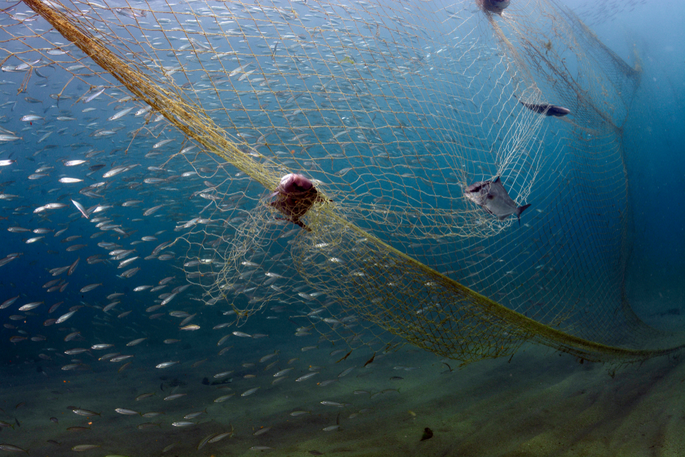 red de pesca red de pesca