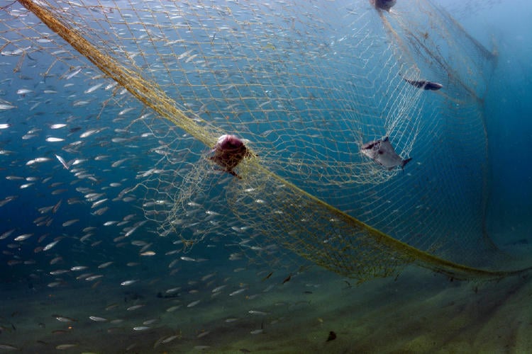 red de pesca red de pesca