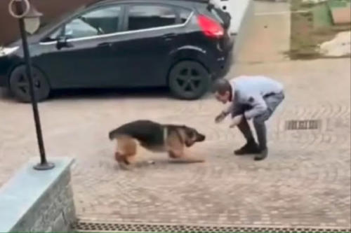 perro dueño perro dueño