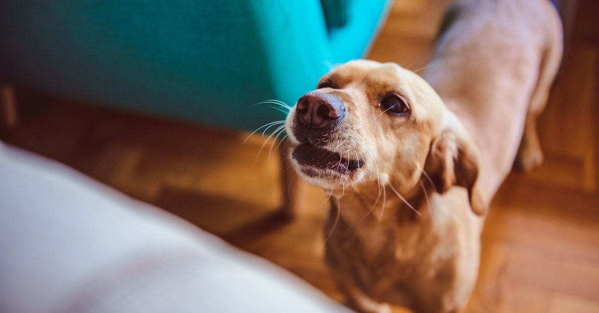 La ciencia demuestra que los perros pueden detectar a una mala persona La ciencia demuestra que los perros pueden detectar a una mala persona