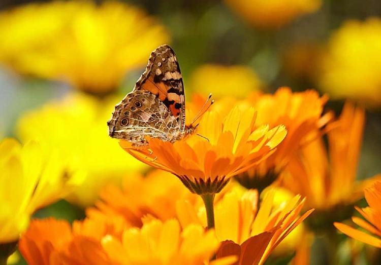 calendula planta medicinal