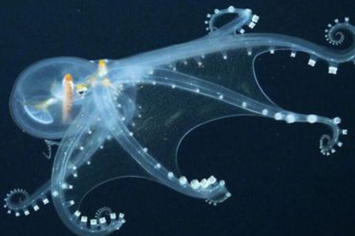 Su nombre científico es Vitreledonella. Se trata de un pequeño pulpo semitransparente, cuyas únicas partes visibles son sus ojos, el sistema digestivo y el nervio óptico. (Pinterest)