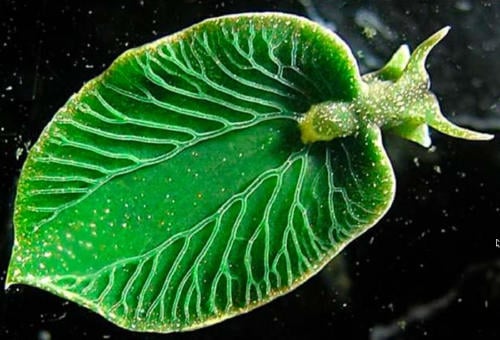 babosa verde esmeralda babosa verde esmeralda