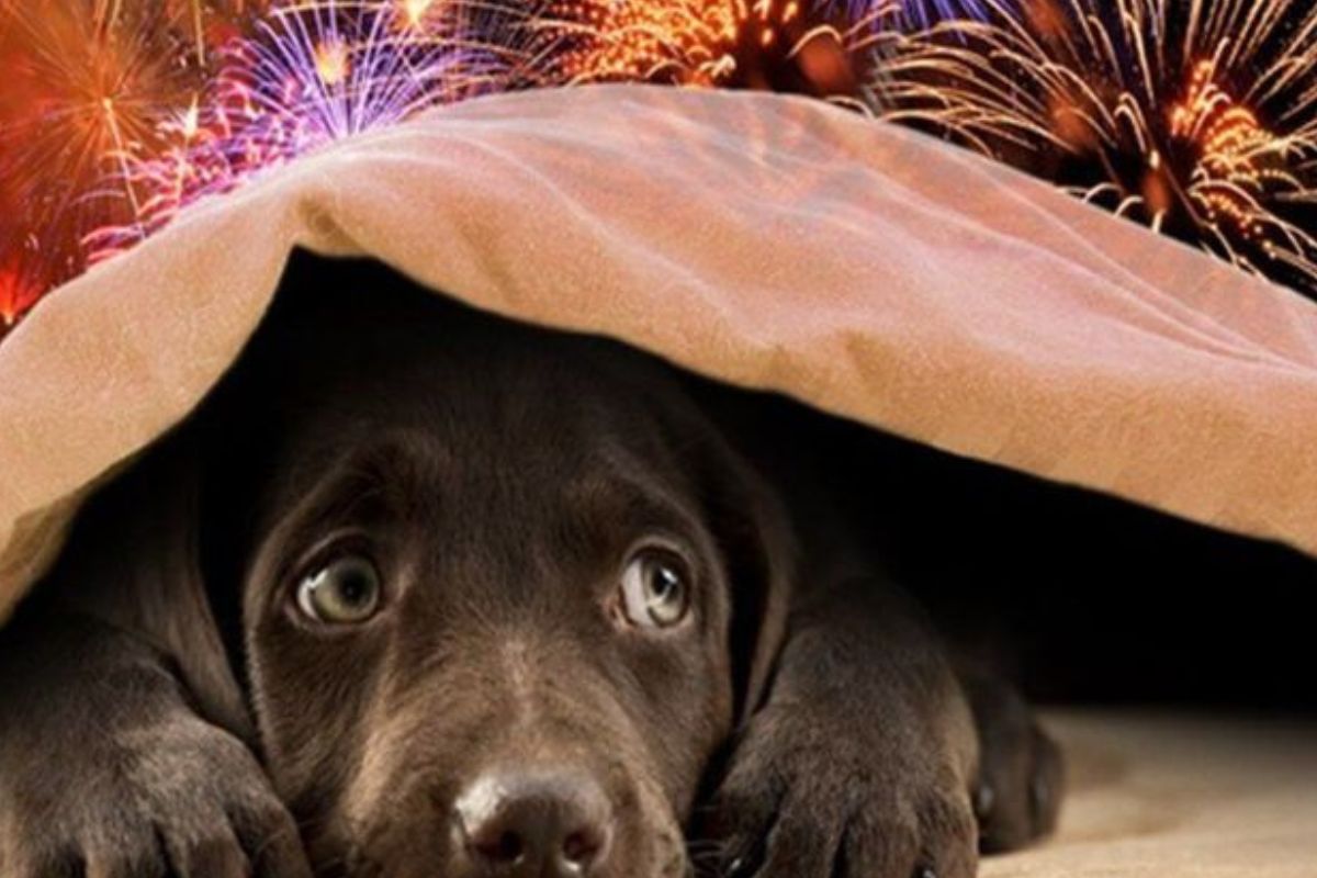 Los animales sufren tanto física como emocionalmente frente a los fuegos artificiales (Foto: Pinterest) 