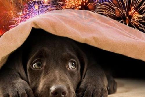 fuegos artificiales Los animales sufren tanto física como emocionalmente frente a los fuegos artificiales (Foto: Pinterest)