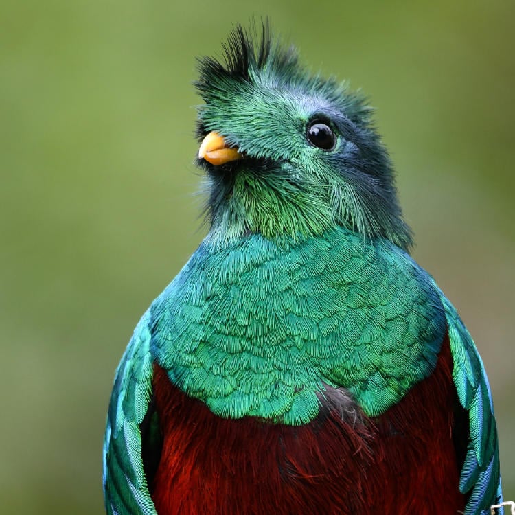 quetzal AdobeStock_479057780