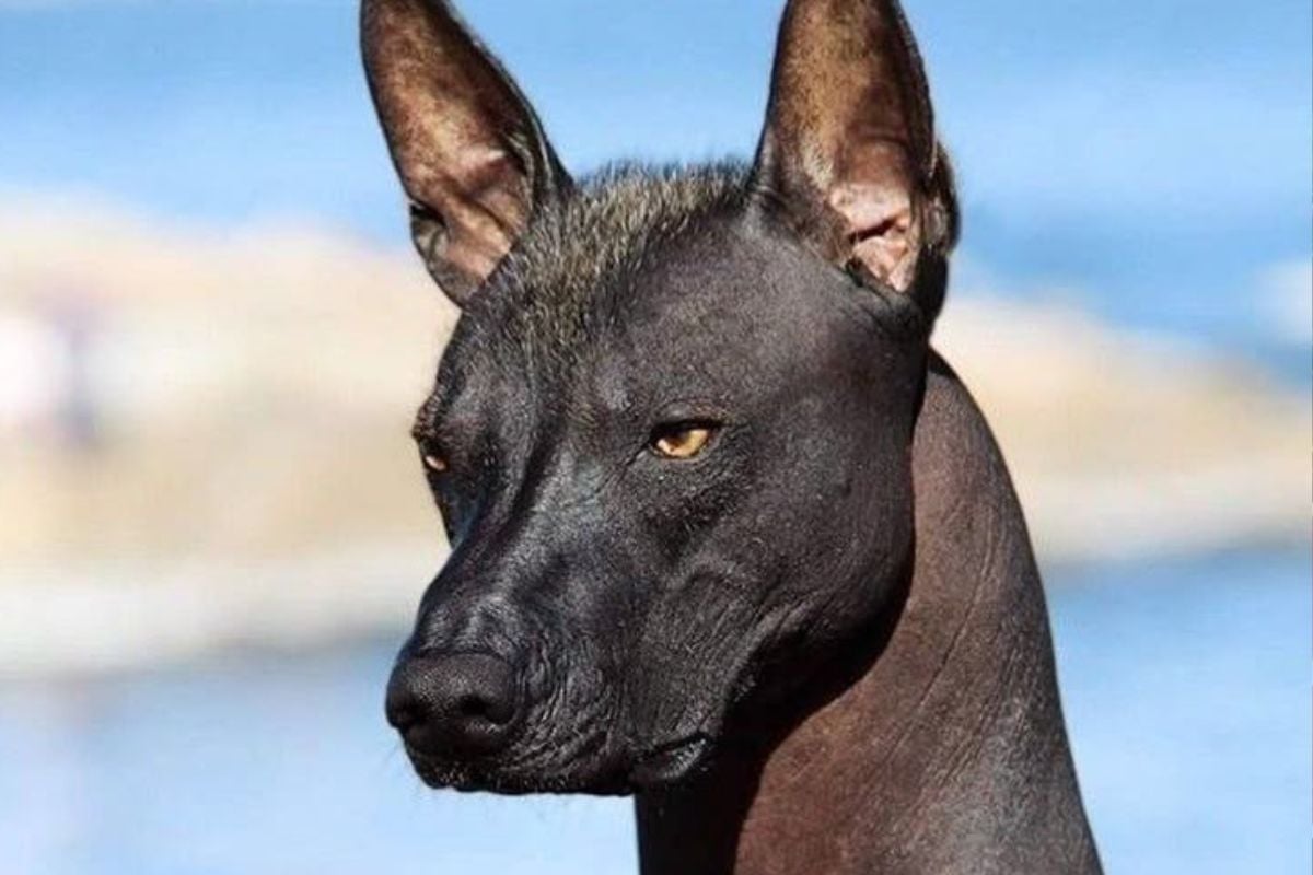 Considerado un símbolo sagrado en la cultura mexica, el xoloitzcuintle no solo es uno de los perros más antiguos del mundo, sino también el fiel acompañante que, según la tradición, guía las almas en su viaje al más allá durante el Día de Muertos. (Imagen: Pinterest)