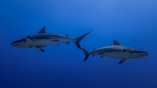 tiburones AdobeStock_542500010 tiburones AdobeStock_542500010