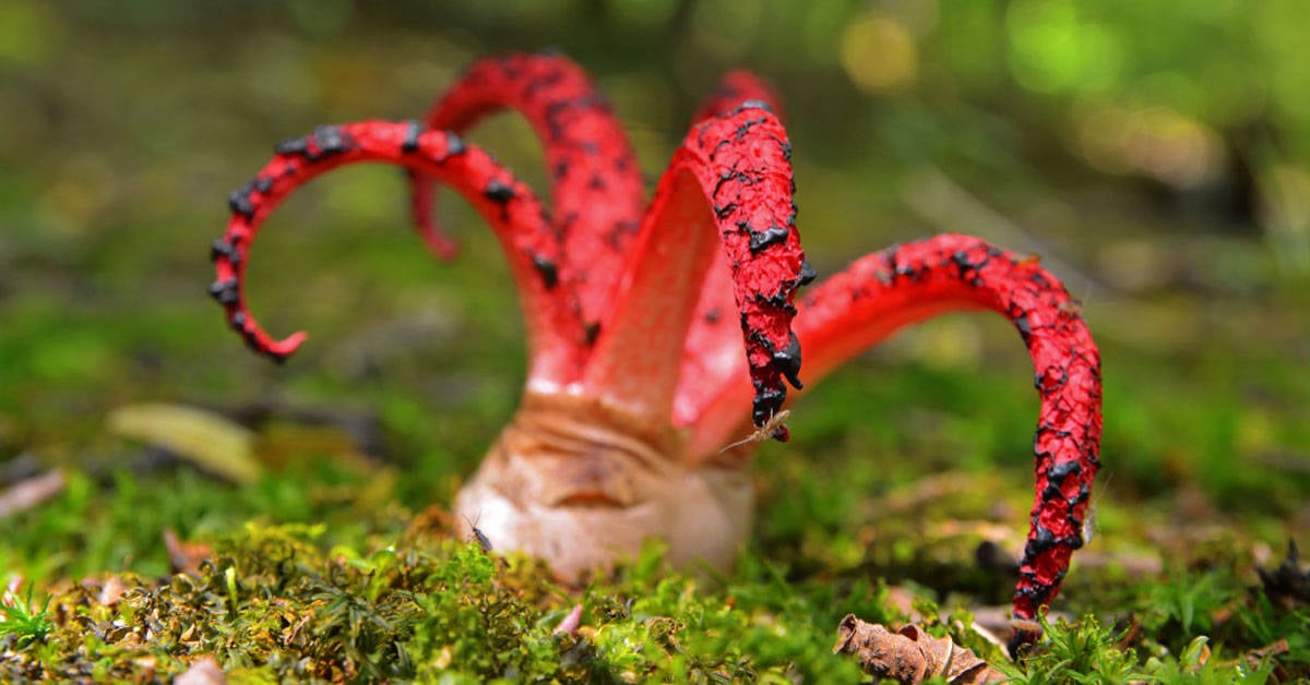 Estas Son Las 10 Plantas Mas Exoticas Del Planeta Bioguia