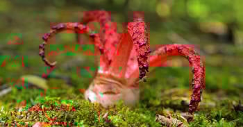 Las 10 plantas más raras y exóticas del planeta Las 10 plantas más raras y exóticas del planeta