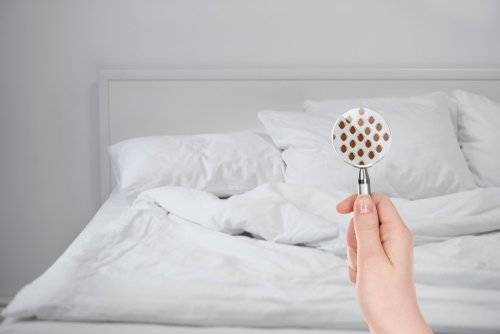 Cómo eliminar las chinches y evitar que infecten tu hogar
