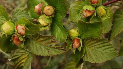 avellanas Las avellanas son una fuente densa de nutrientes. Estos son algunos de sus principales beneficios: (Foto: Pinterest)