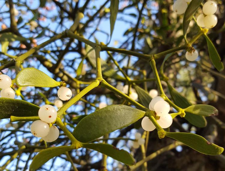 Plantas heterótrofas muérdago blanco Plantas heterótrofas muérdago blanco