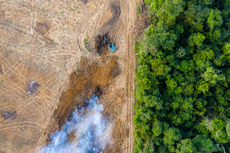 deforestacion imagen aerea de un bosque deforestado