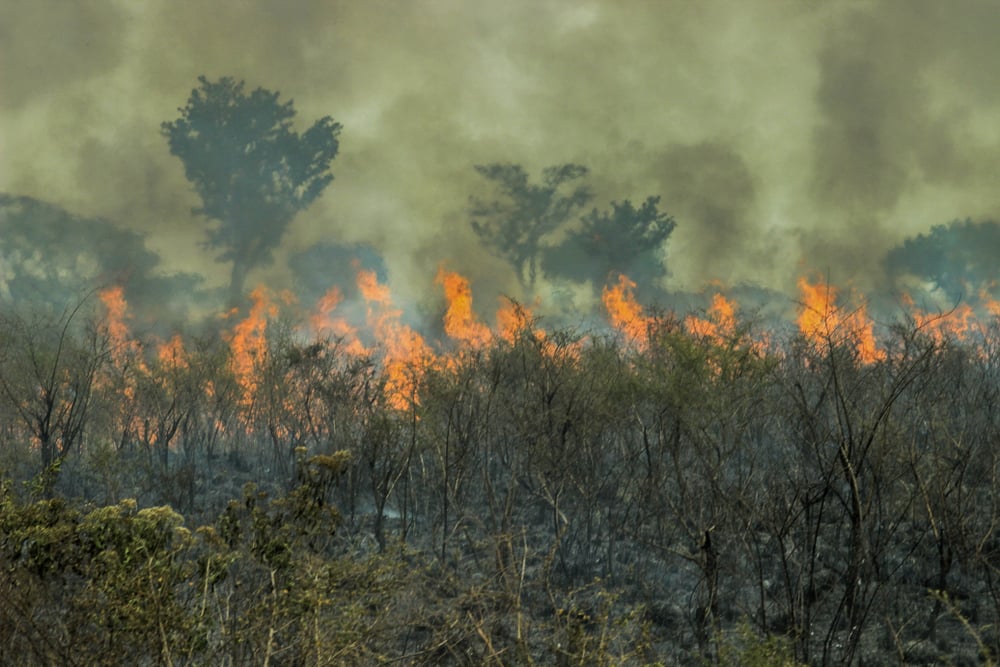 Las Llamas Vuelven A Amenazar A La Amazonía | Bioguia