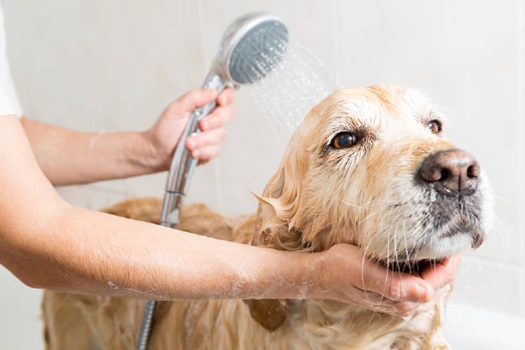 perro baño