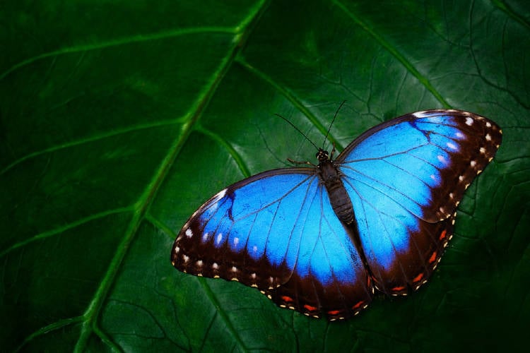 significado de las mariposas