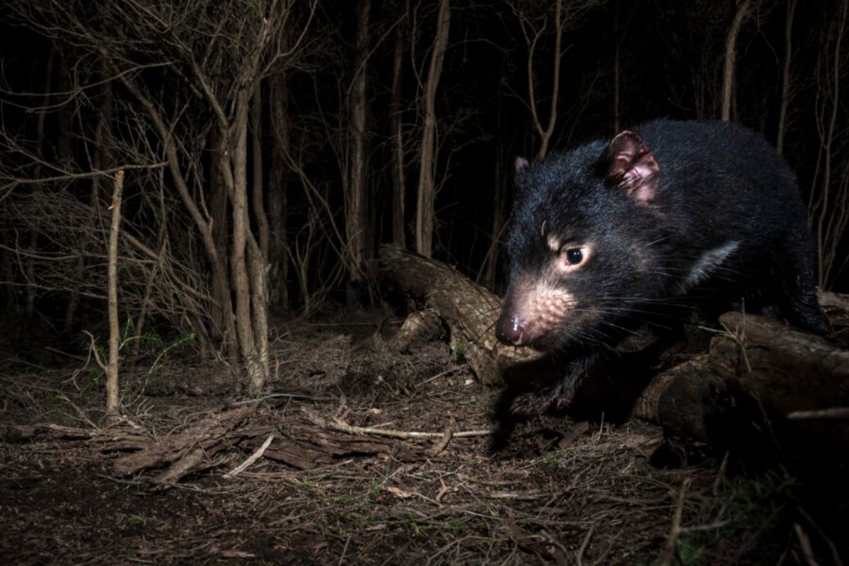 Lejos de su nombre temible, el demonio de Tasmania cumple un rol fundamental como especie carroñera (Imagen: tasland.org.au)