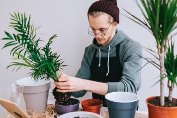 cuidado plantas maceta