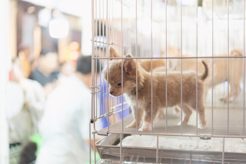 Nueva York: consideran vedar la venta de mascotas en tiendas y establecer su “cu