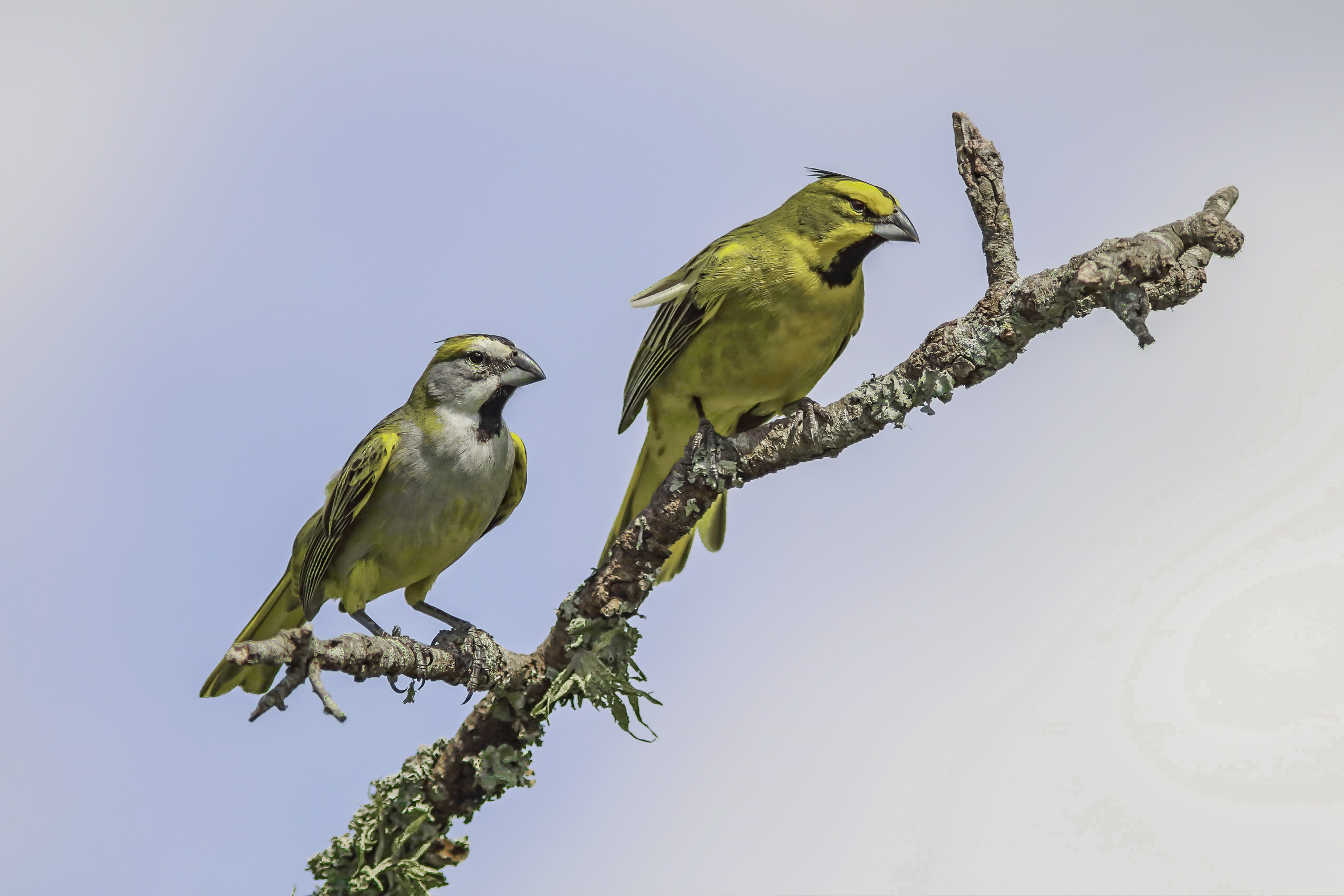 Fabricio Reales Fabricio Reales