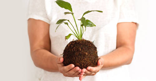 Cuál es la energía que una kokedama puede llevarle a tu hogar