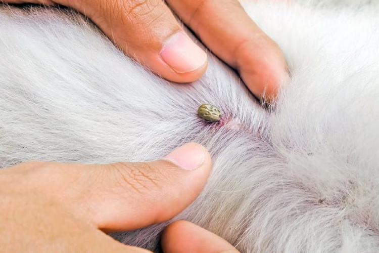 garrapata Una de las infecciones internas más peligrosas es la generada por los gusanos del corazón (Dirofilaria immitis), que se alojan en el órgano cardíaco y los pulmones del can. (Foto: Pinterest)