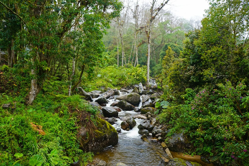 parque nacional la amistad en costa rica