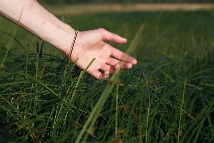 naturaleza mano pasto