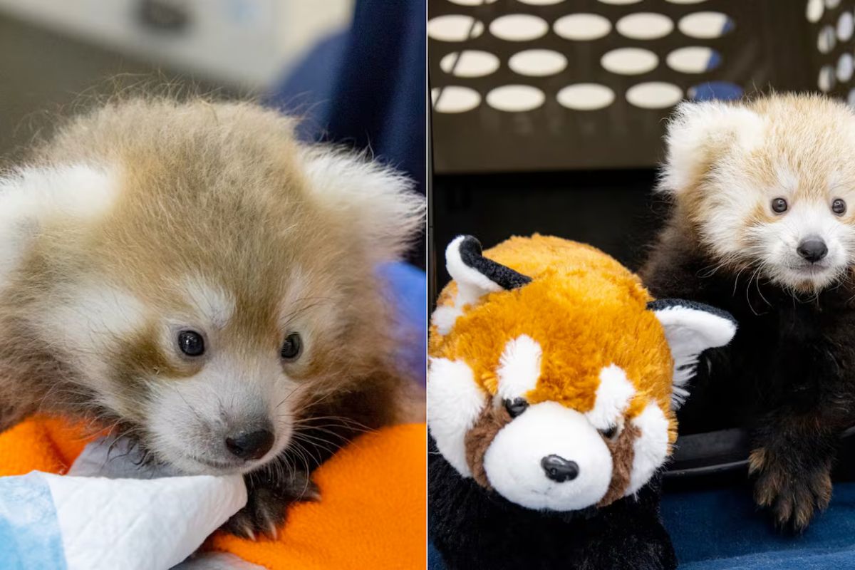 Nace un panda rojo en peligro de extinción en Estados Unidos y su historia conmueve© IG @buffalo zoo