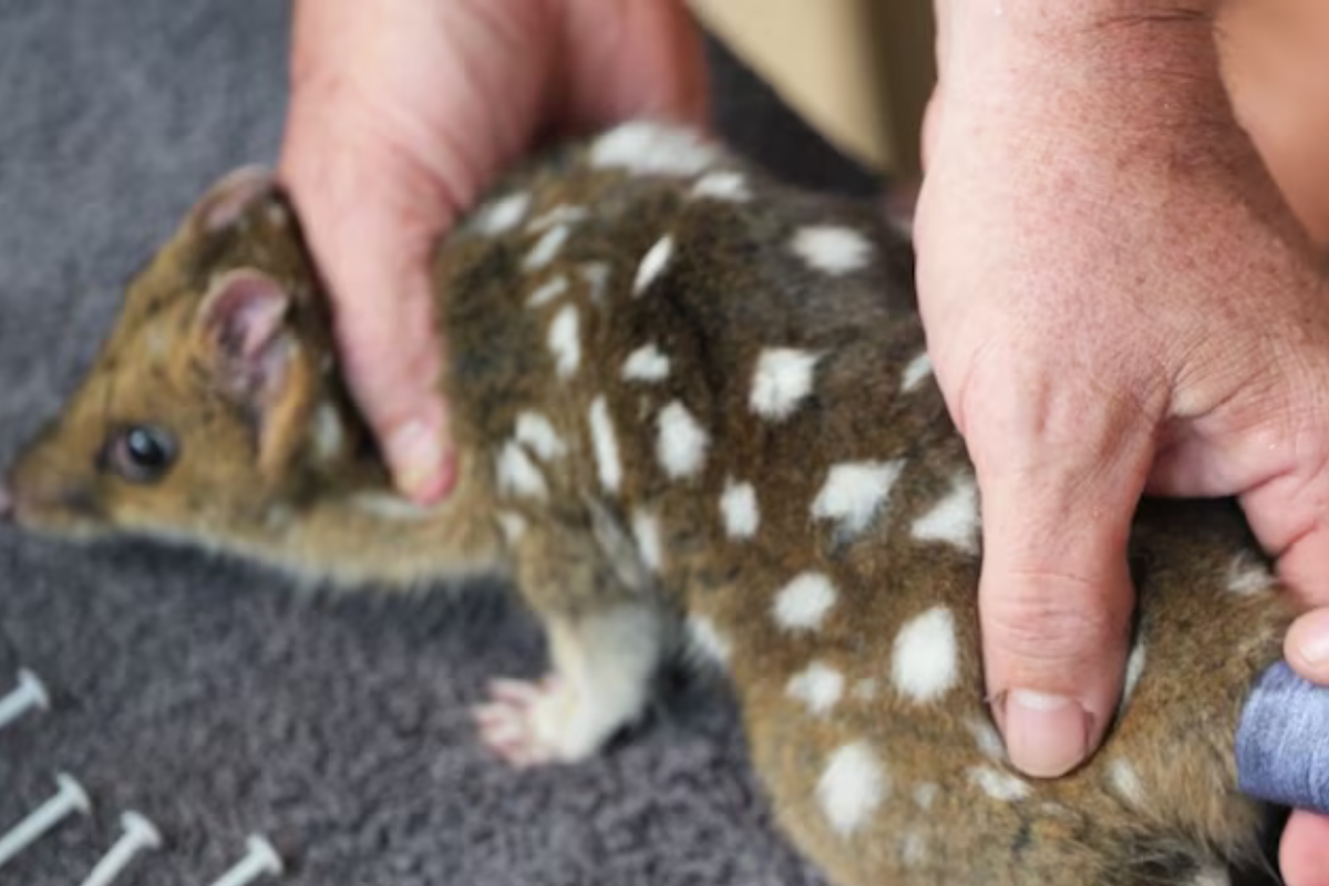 La tecnología de avanzada permite un seguimiento detallado del hábitat y comportamiento de los quolls reintroducidos (Captura de video/Aussie Ark)