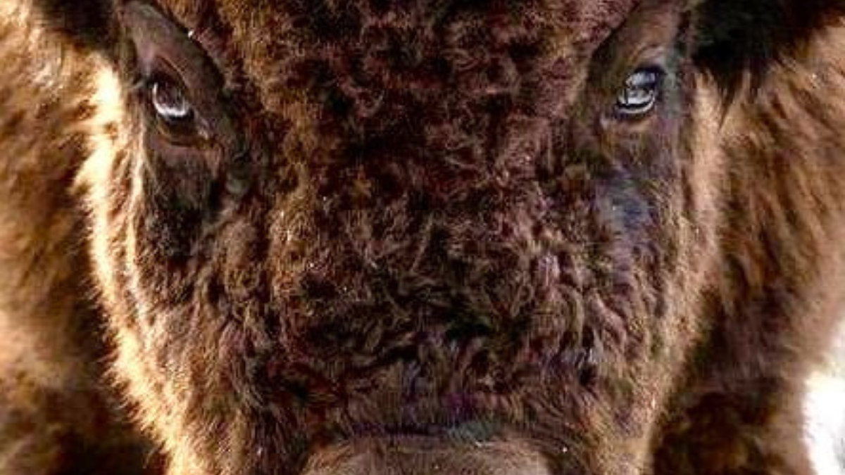 bisonte europeo Libre tras 10 mil años: el regreso del bisonte europeo es sopresivo pues hace menos de un siglo, su futuro parecía perdido. (Foto: Pinterest)