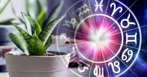 Estas son las plantas que debes tener en tu hogar según tu signo