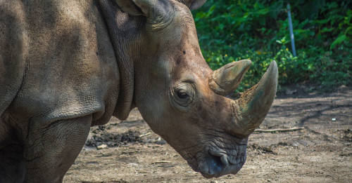 murio ultimo rinoceronte macho sumatra