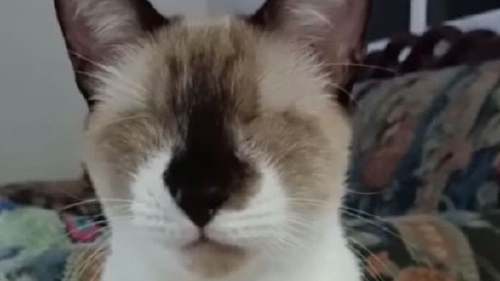 panchito gatito panchito gatito