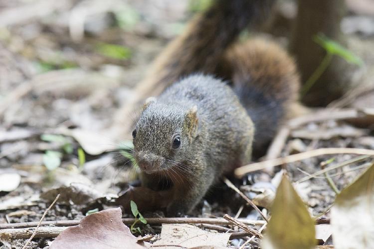 Ardilla de vientre colorado Ardilla de vientre colorado
