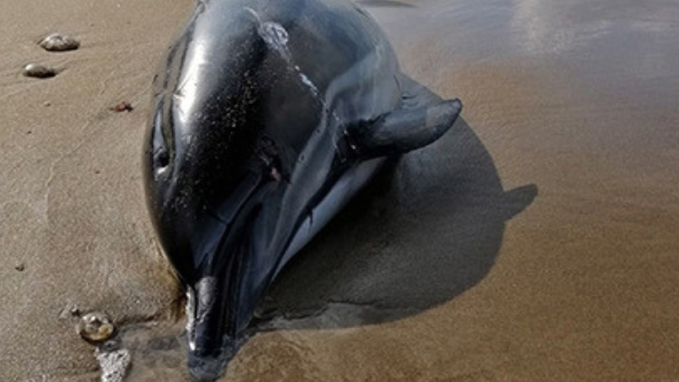 delfin varado En una remota playa de Tasmania, 157 delfines calderones falsos quedaron atrapados la semana pasada.