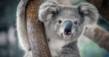 alertan koala funcionalmente extinto
