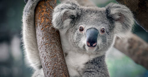 alertan koala funcionalmente extinto alertan koala funcionalmente extinto
