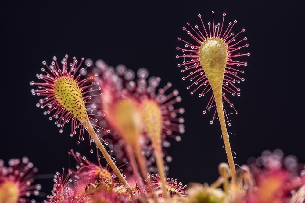 Impactantes imágenes de plantas carnívoras y sus flores | Bioguia