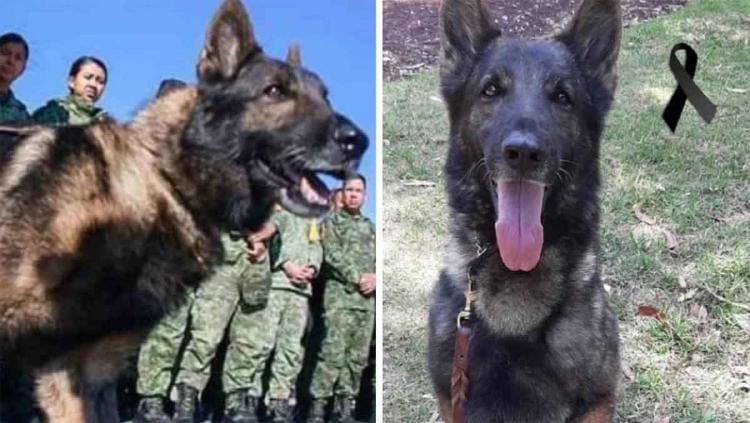 perro proteo2 perro proteo2