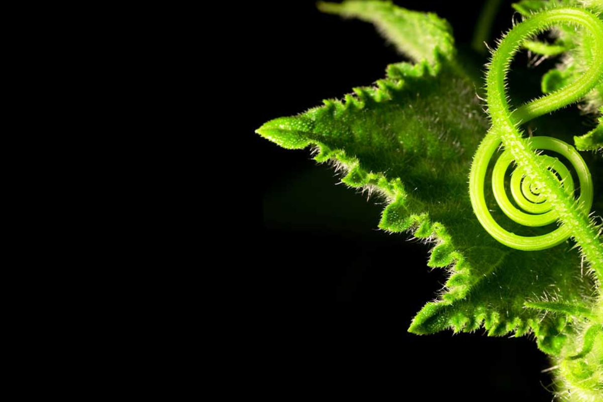 Imagen: unamglobal.unam.mx