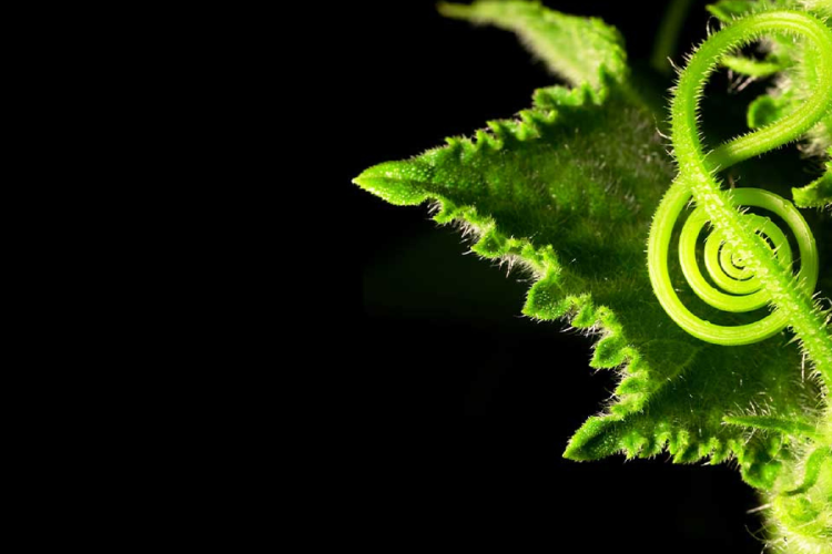 planta sonido Imagen: unamglobal.unam.mx