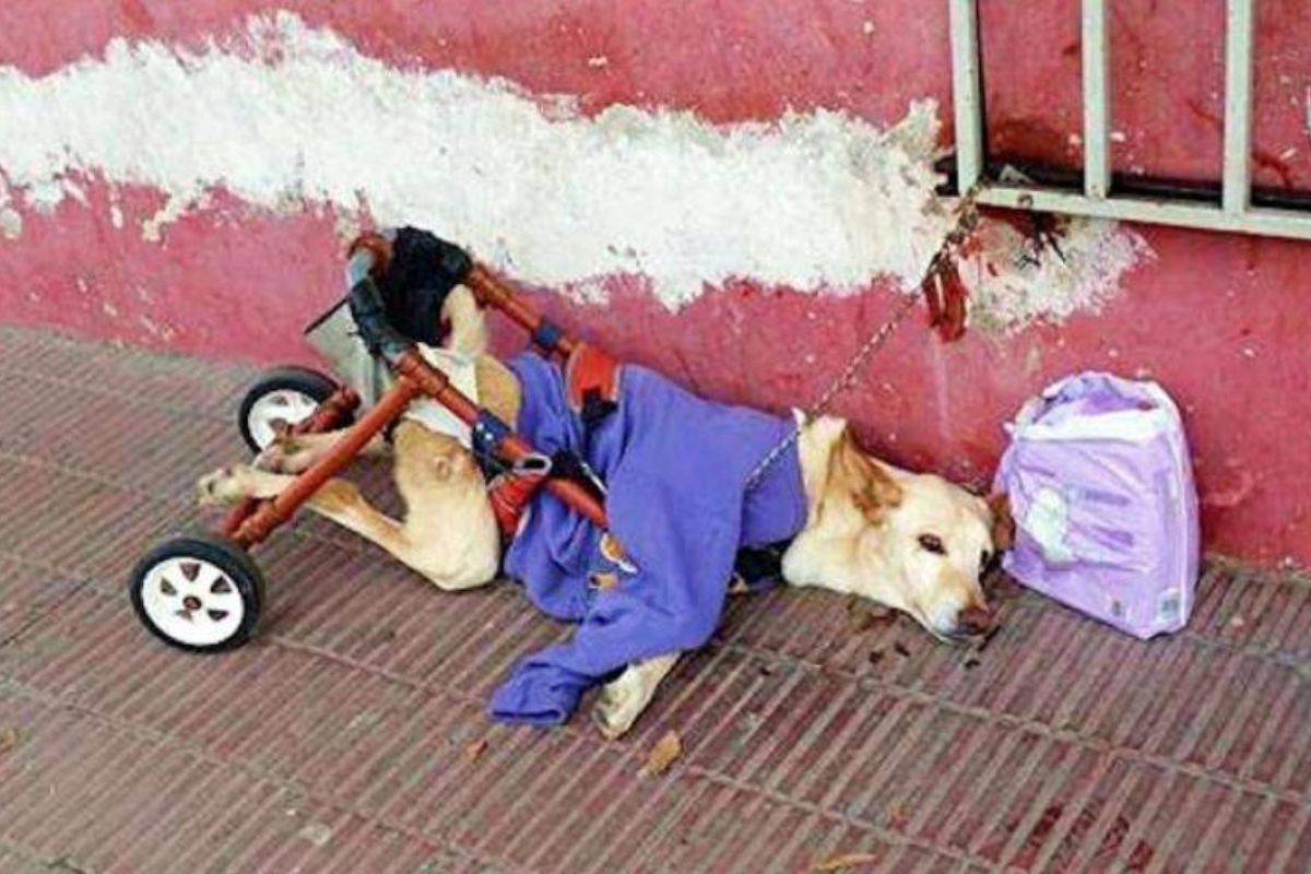 Imagen: depesoyucatan.com