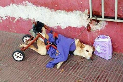 perra Imagen: depesoyucatan.com