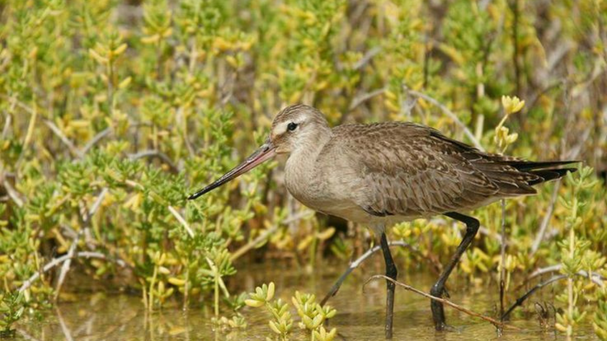 El zarapito fino es un ave que fue confirmada extinta debido a que no se vio ni un sólo ejemplar en casi 30 años. (Foto: Pinterest)