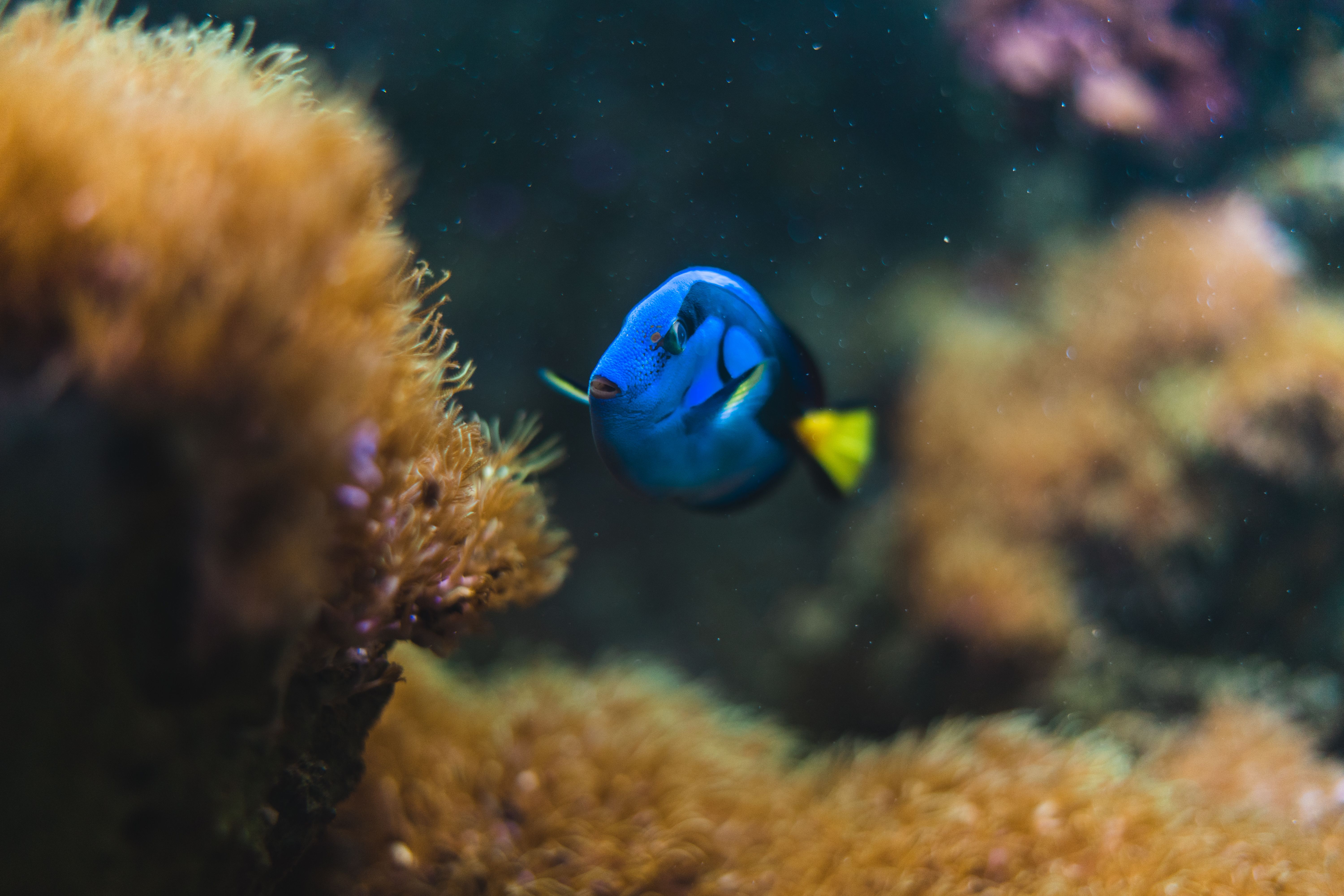 Ecosistema marino/ Pexels