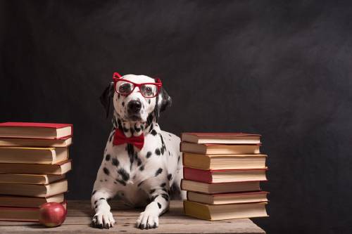 perro inteligente con lentes rodeado de libros